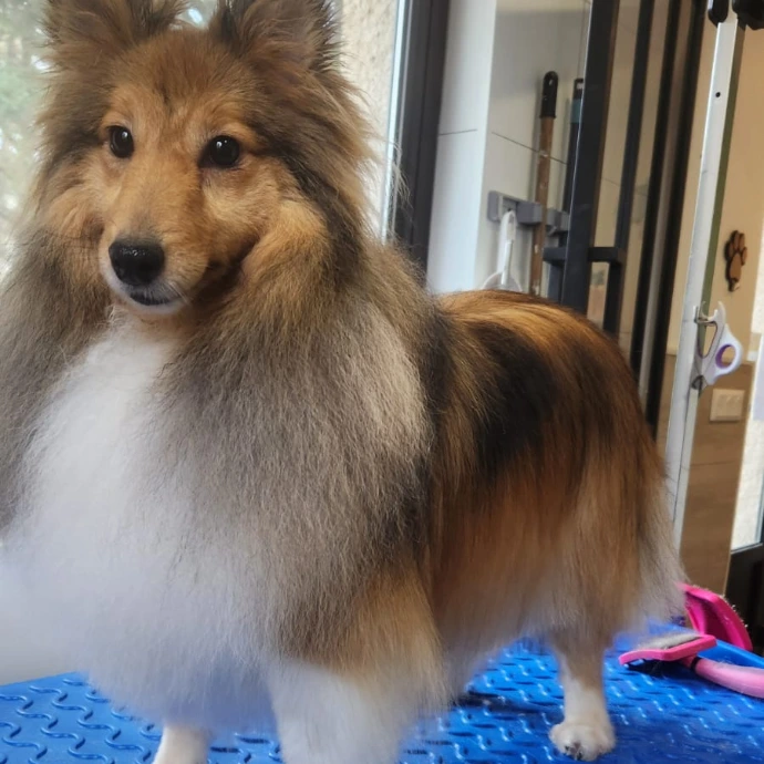 toilettage-chien-dordogne.jpg salon-toilettage-24.jpg